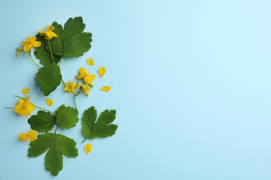 Photo of Celandine with beautiful yellow flowers on light blue background, flat lay. Space for text