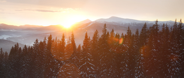 Picturesque view of conifer forest covered with snow at sunset. Banner design