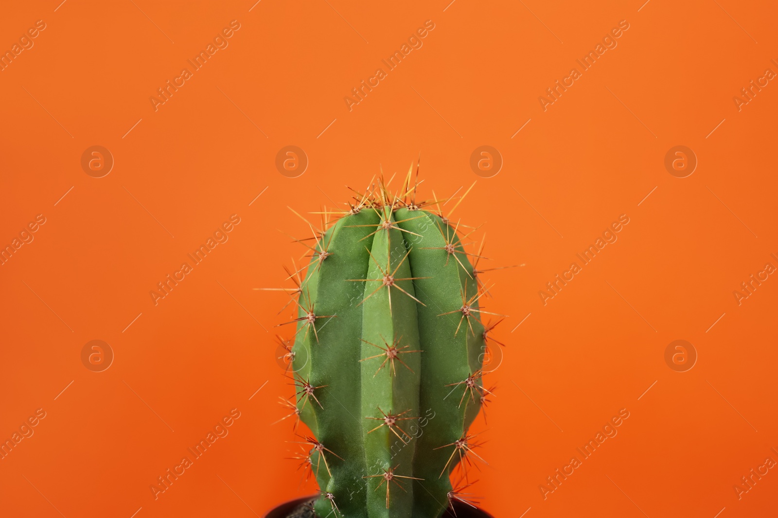 Photo of Beautiful green cactus on orange background. Tropical plant