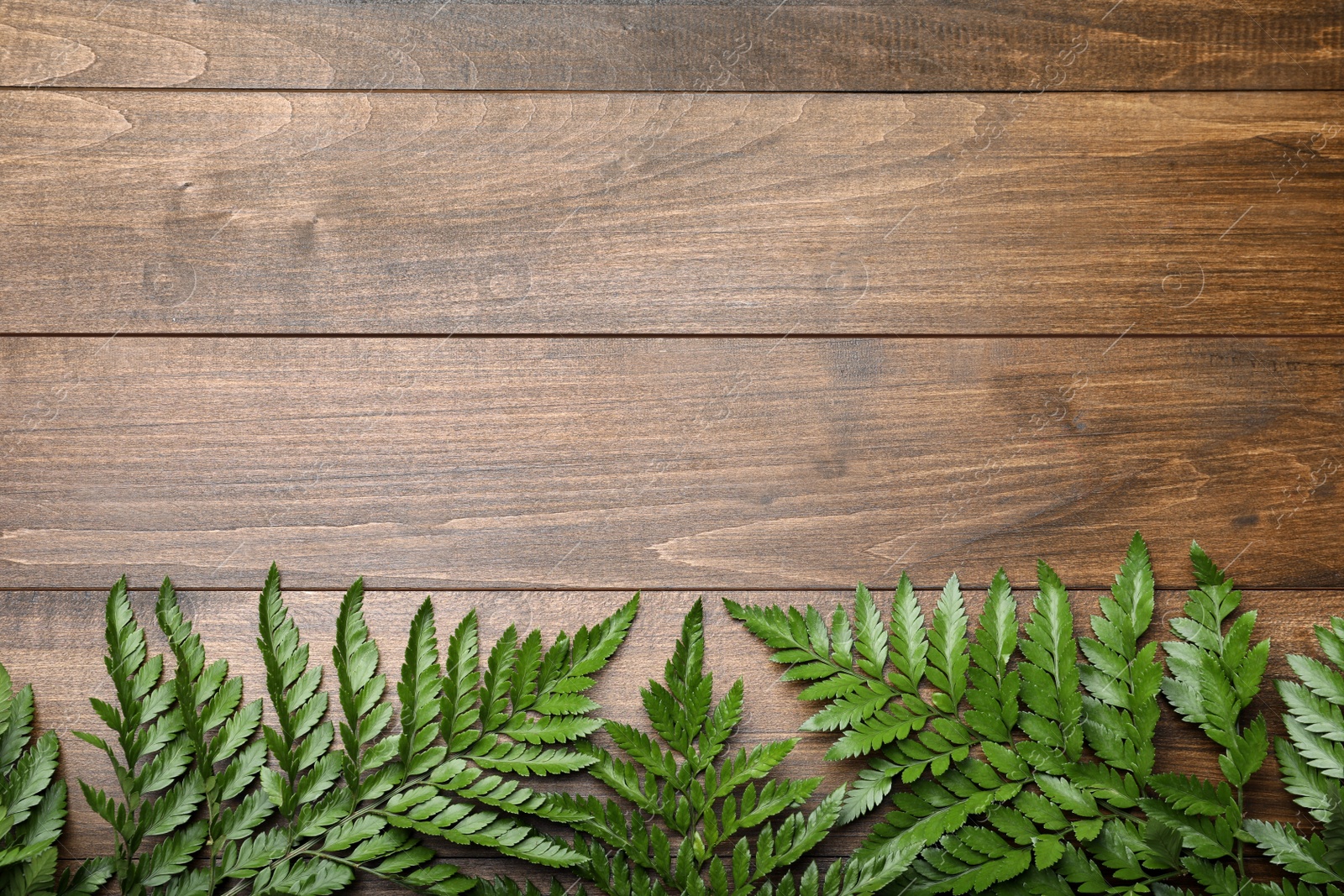 Photo of Beautiful tropical fern leaves on wooden background, flat lay. Space for text