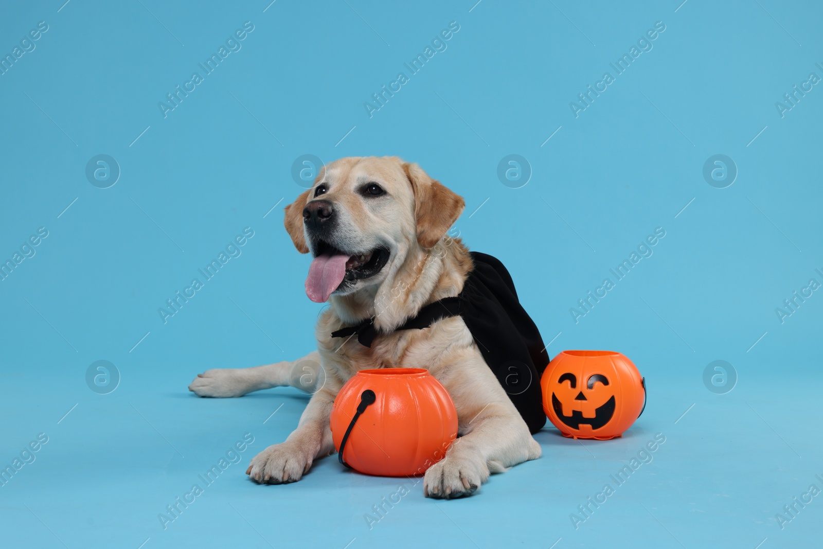 Photo of Cute Labrador Retriever dog in black cloak with Halloween buckets on light blue background