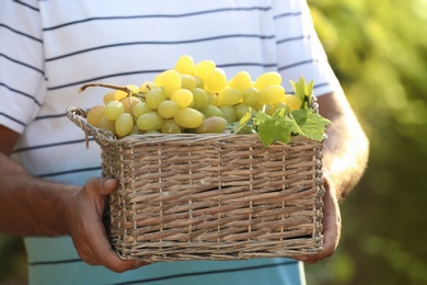 Man holding basket with fresh ripe juicy grapes in vineyard, closeup