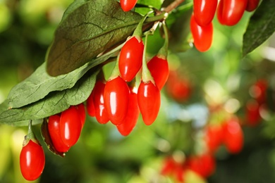 Photo of Branch with ripe fresh goji berries in garden