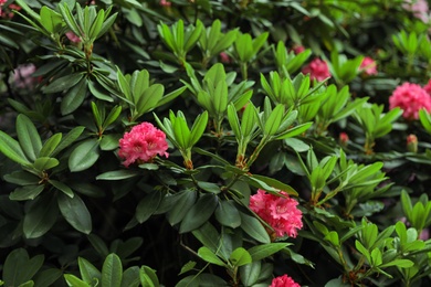 Beautiful tiny tropical flowers in botanical garden