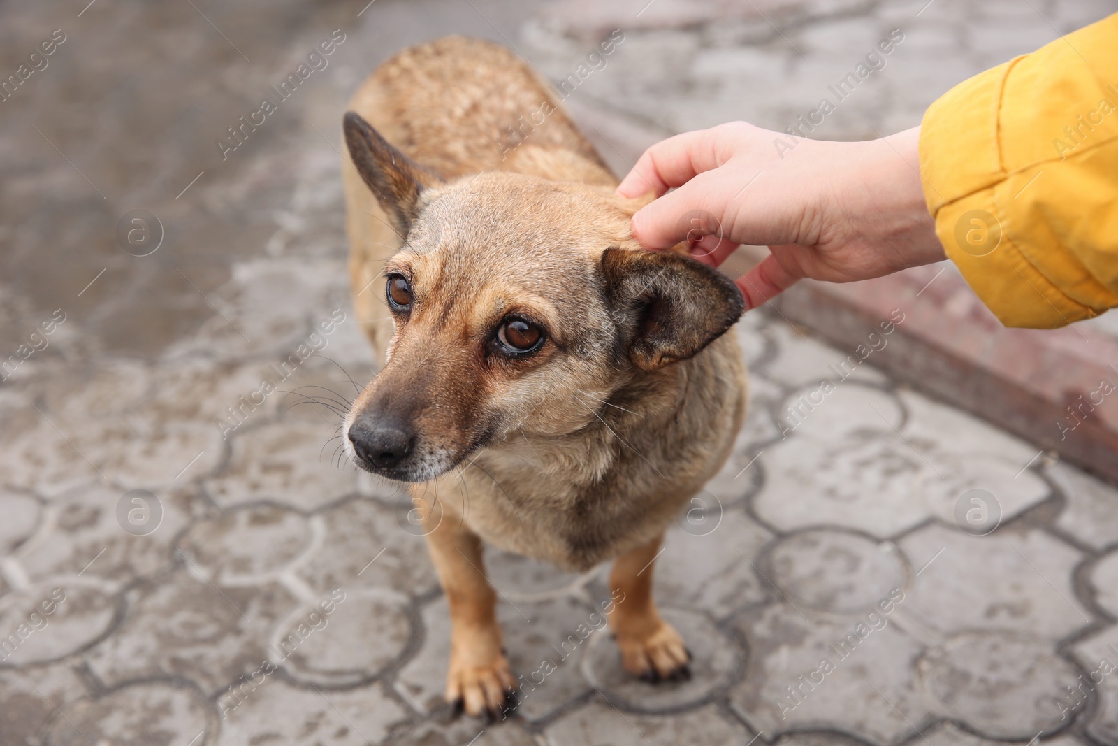 Photo of Woman stroking homeless dog on city street, closeup. Abandoned animal