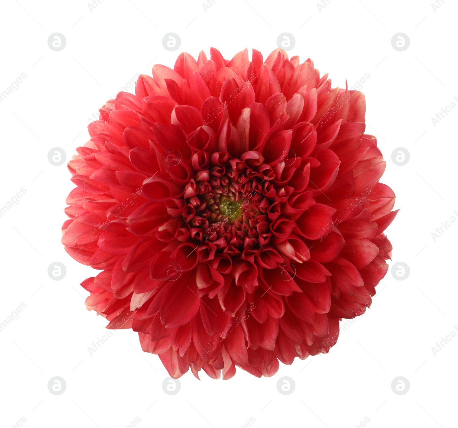 Photo of Beautiful red dahlia flower isolated on white