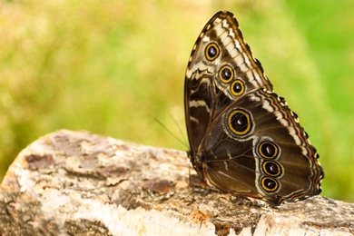 Photo of Beautiful Blue Morpho butterfly on wooden log outdoors