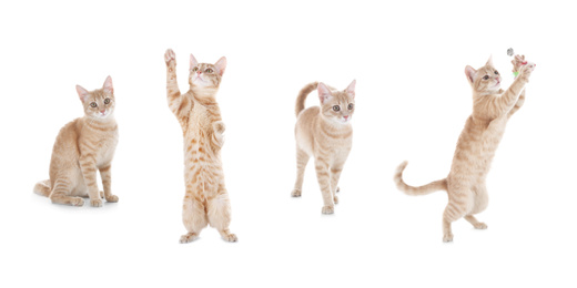Image of Collage of beautiful ginger cat on white background. Lovely pet