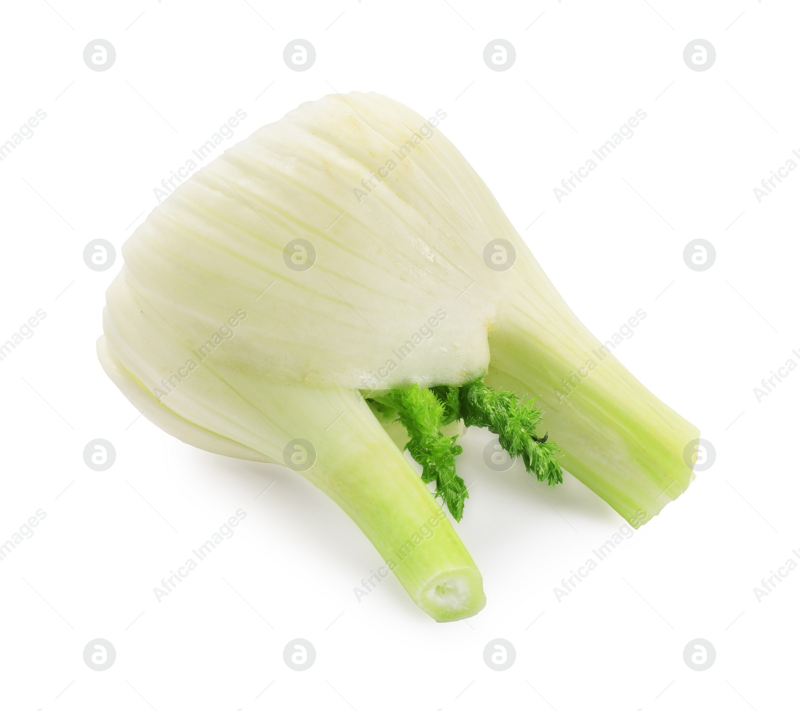 Photo of Fresh raw fennel bulb isolated on white