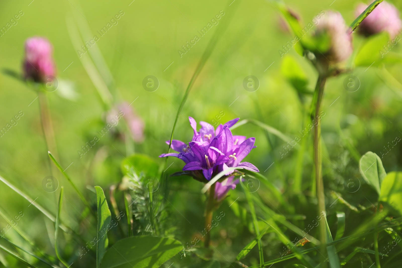 Photo of Beautiful flowers growing on green meadow in summer