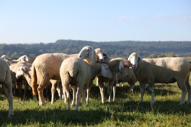 Photo of Cute sheep grazing outdoors on sunny day. Farm animals