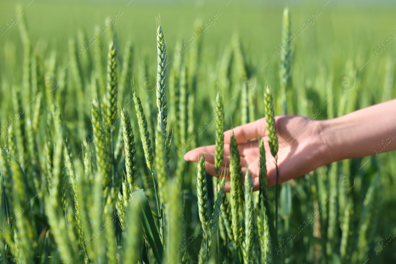 Photo of Woman in wheat field on sunny summer day, closeup on hand. Amazing nature