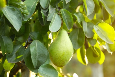 Fresh juicy pear on tree in garden, closeup
