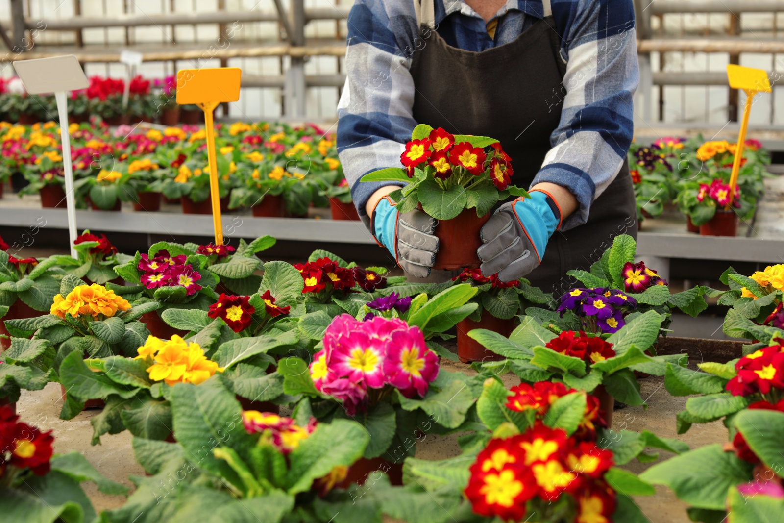 Photo of Woman taking care of blooming flowers in greenhouse, closeup. Home gardening