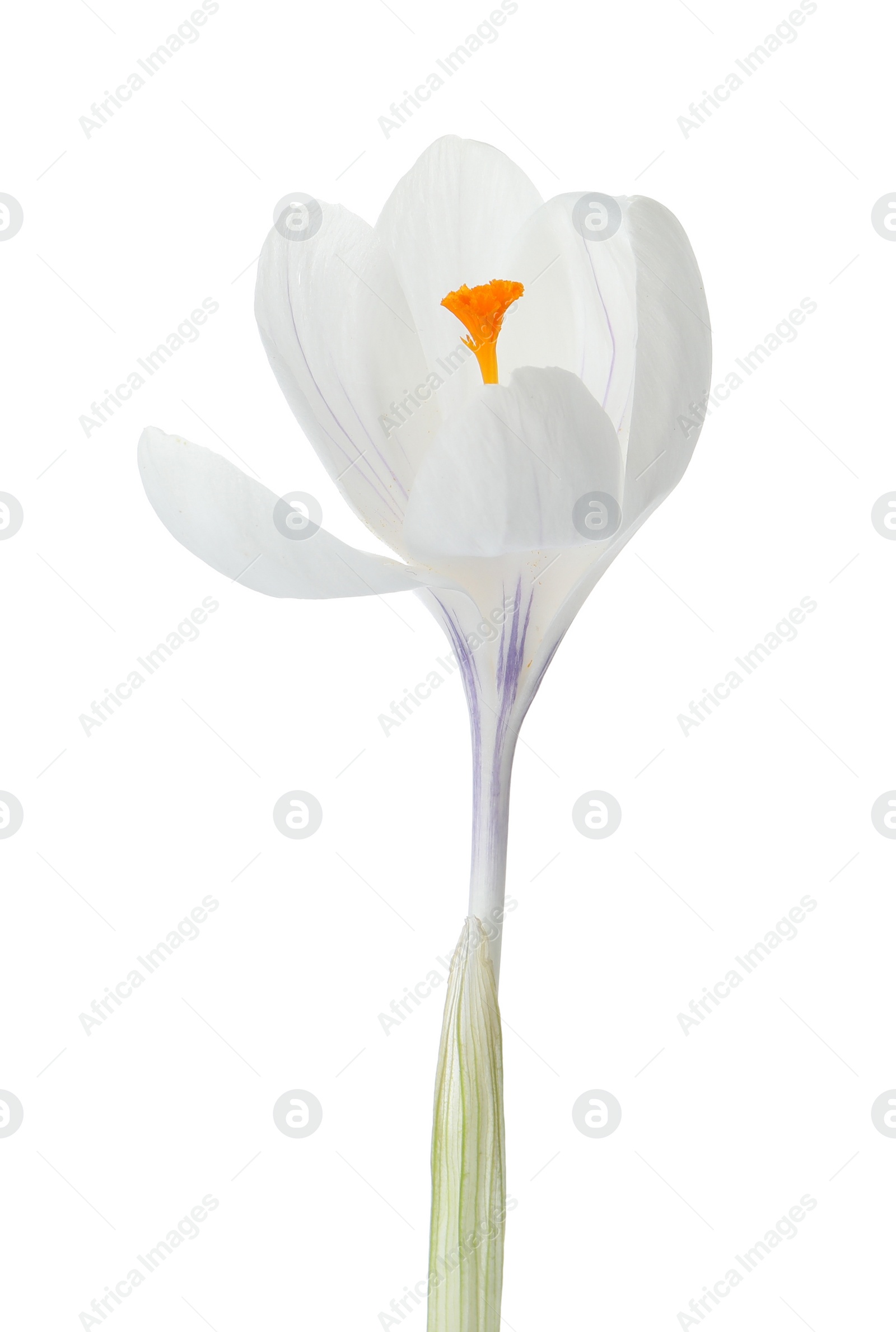 Photo of Beautiful crocus isolated on white. Spring flower