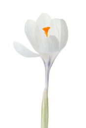 Photo of Beautiful crocus isolated on white. Spring flower