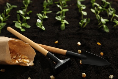 Photo of Gardening tools, corn seeds and vegetable seedlings in fertile soil