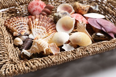 Photo of Set of different sea shells on white background, closeup. Montessori toy