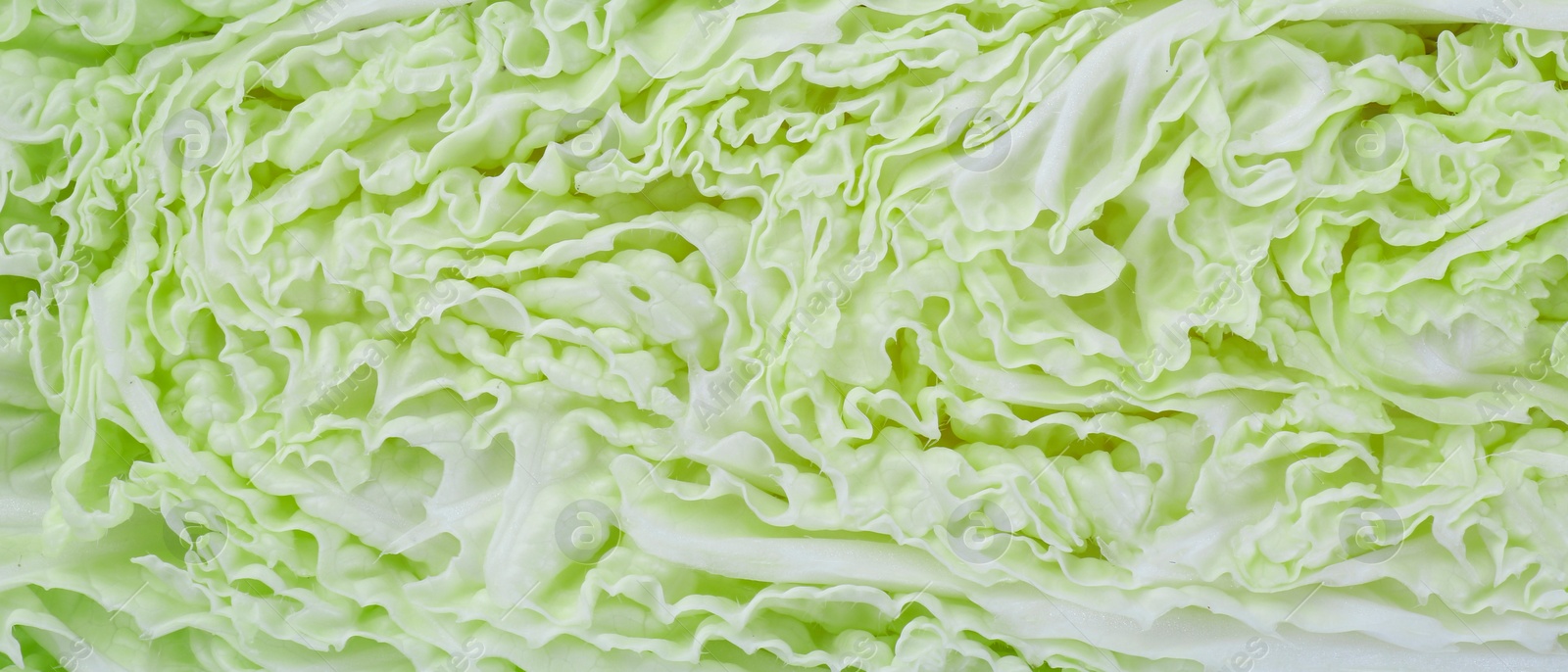 Image of Cut fresh Chinese cabbage as background, top view. Banner design