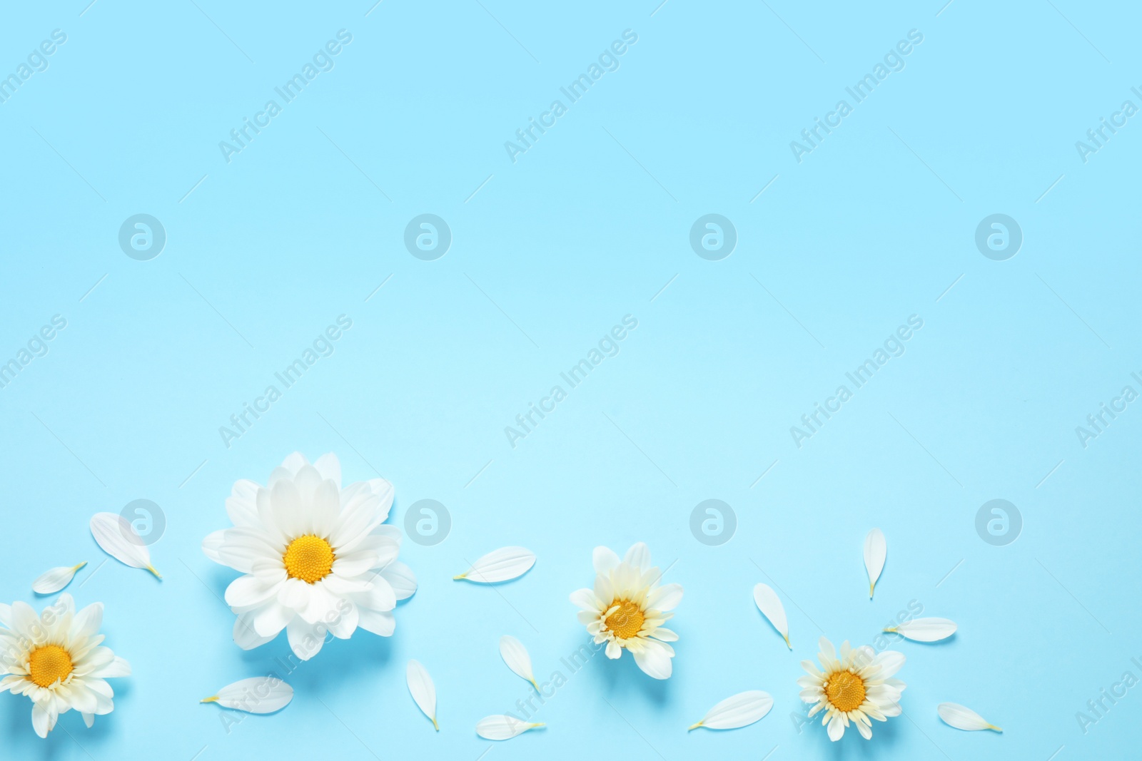 Photo of Flat lay composition with beautiful chamomile flowers on blue background. Space for text