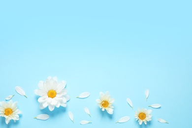 Photo of Flat lay composition with beautiful chamomile flowers on blue background. Space for text