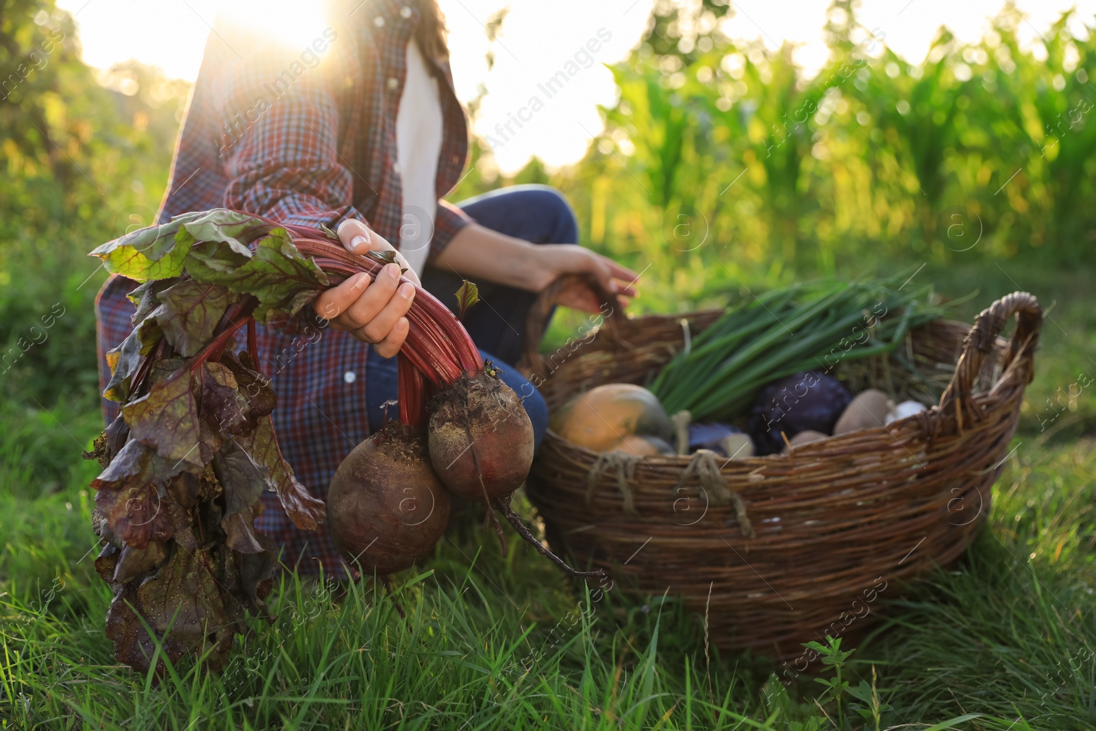 Photo of Woman harvesting different fresh ripe vegetables on farm, closeup