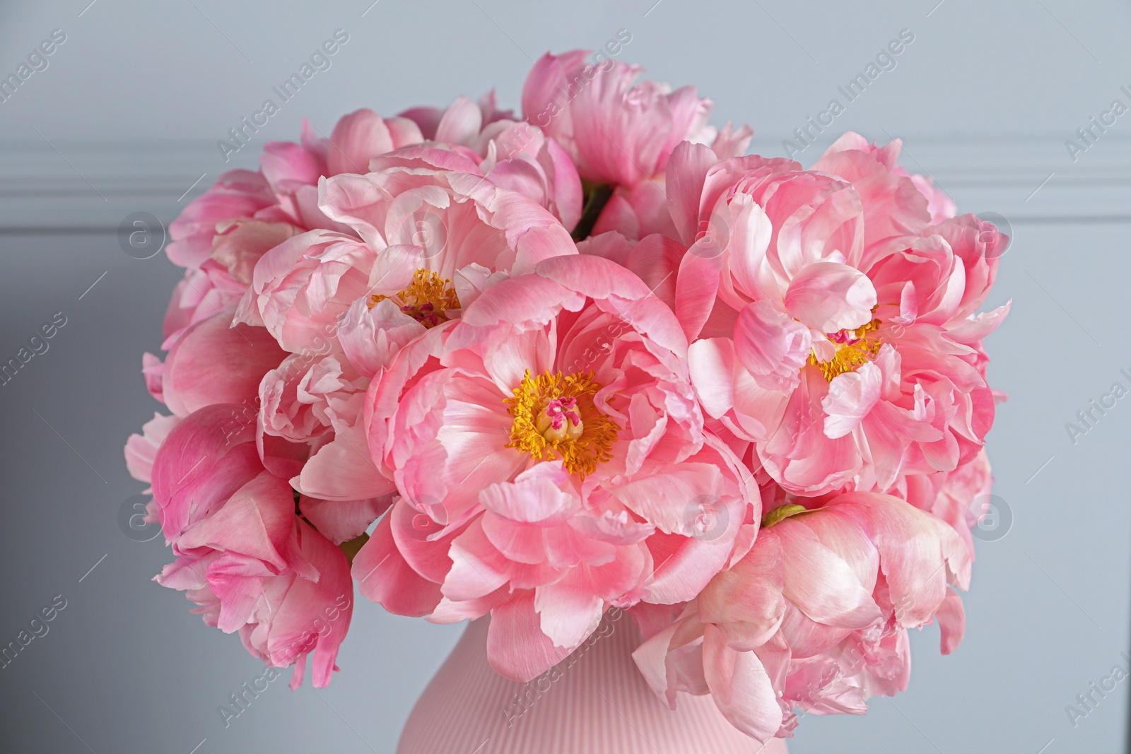 Photo of Beautiful bouquet of pink peonies in vase near grey wall, closeup