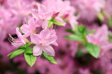 Photo of Beautiful tiny tropical flowers in botanical garden, closeup. Space for text