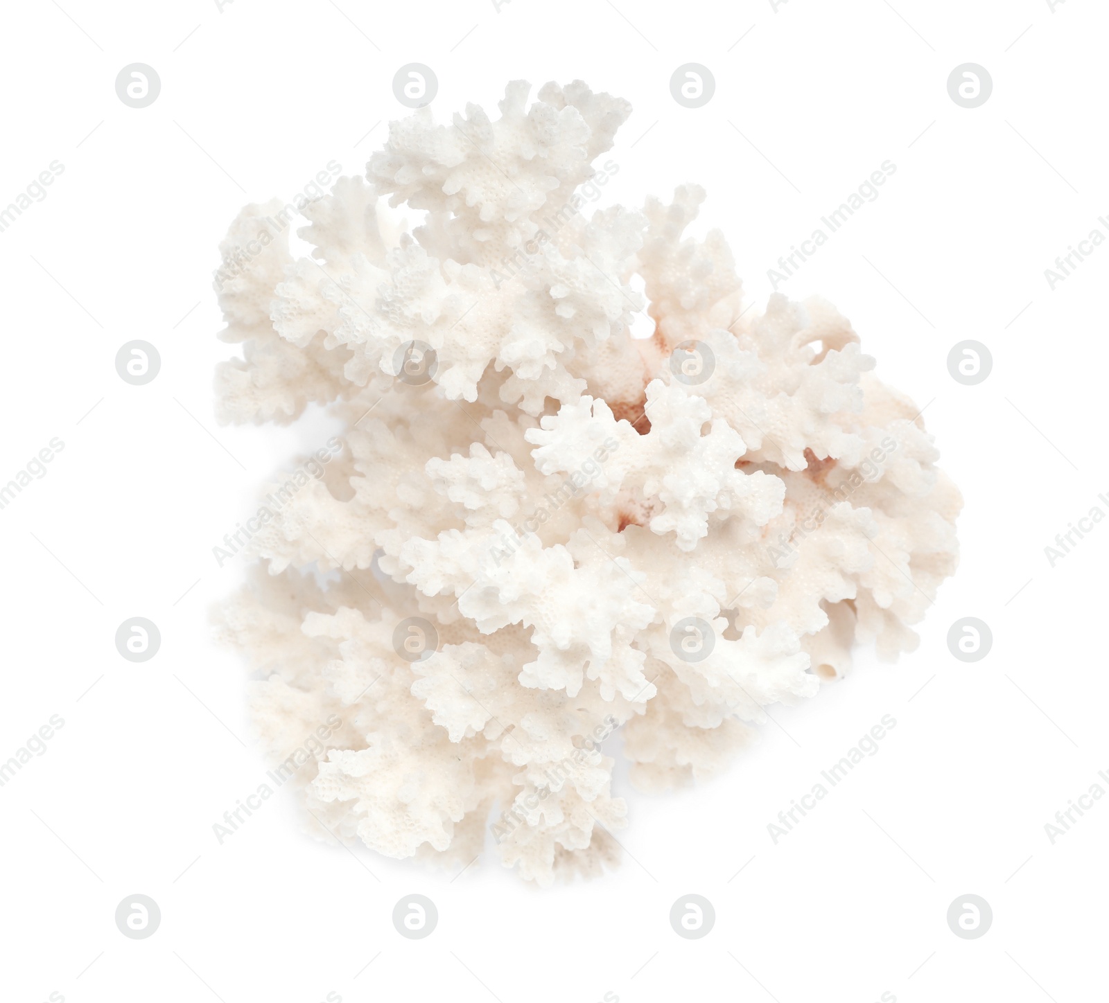 Photo of Beautiful exotic sea coral isolated on white, top view