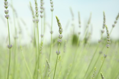 Photo of Beautiful lavender growing in field, closeup view