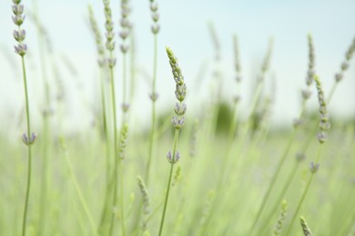 Beautiful lavender growing in field, closeup view