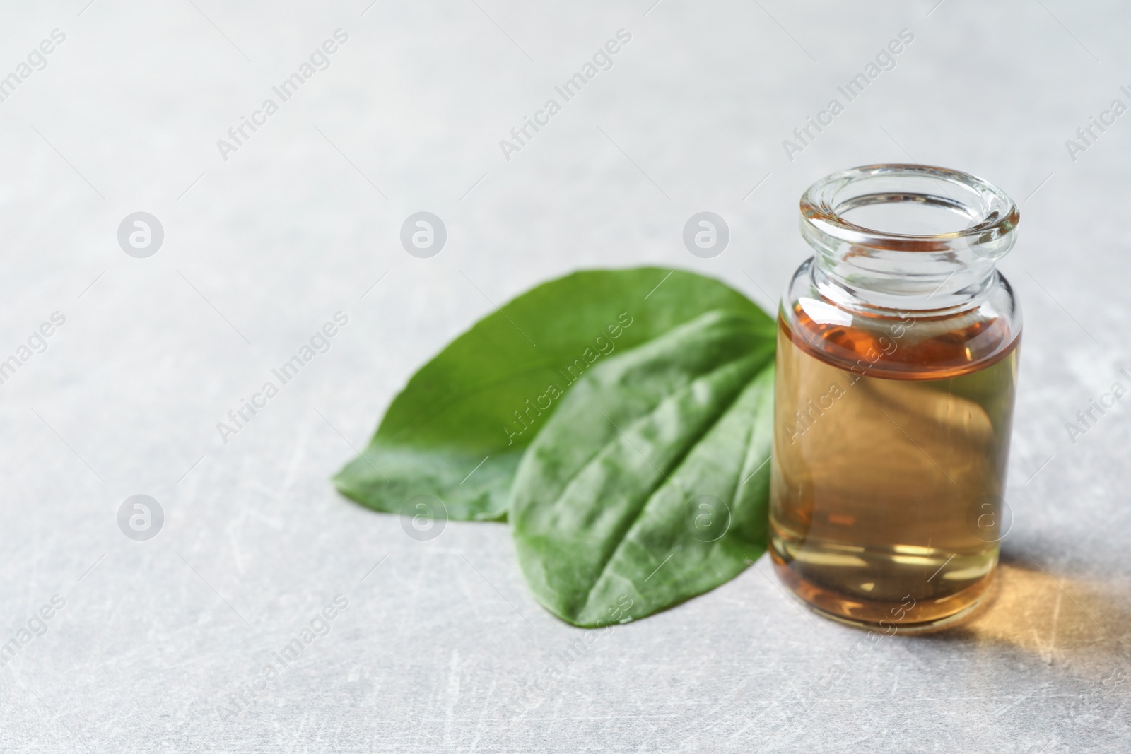 Photo of Bottle of broadleaf plantain extract and leaves on light table. Space for text