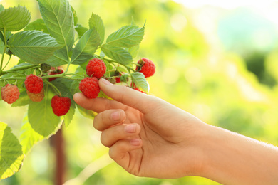 Photo of Woman picking ripe raspberries from bush in garden, closeup