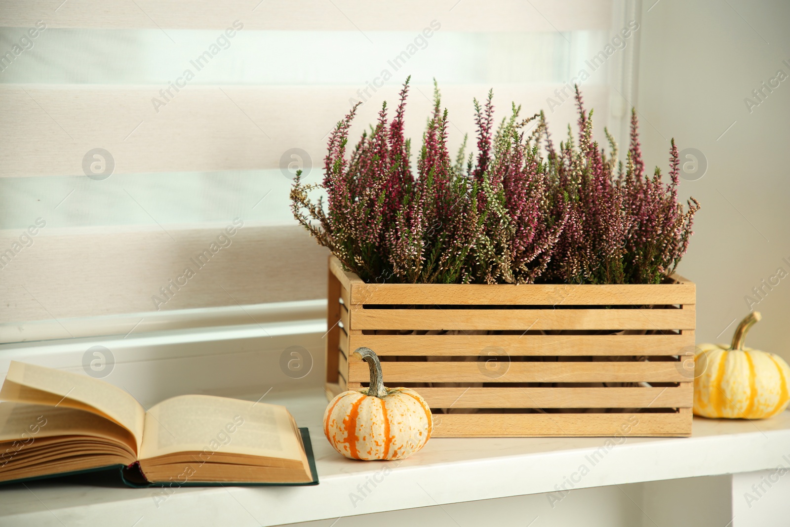 Photo of Beautiful heather flowers in crate, book and pumpkins on white windowsill indoors
