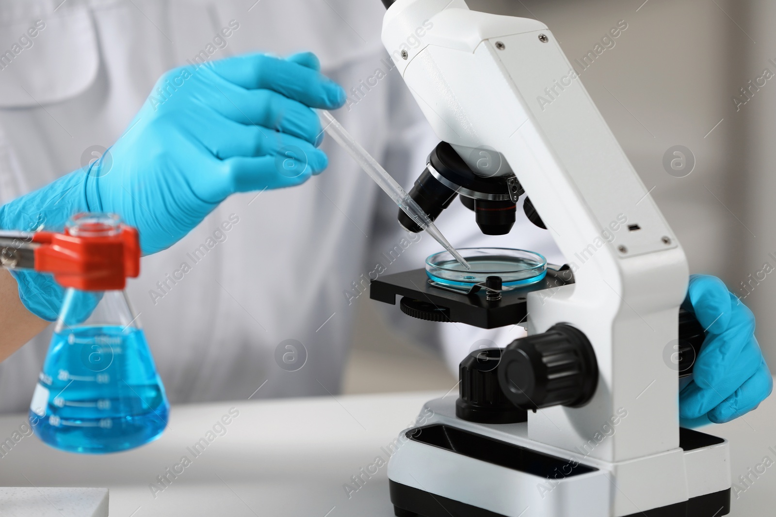 Photo of Scientist dripping sample onto Petri dish while working with microscope in laboratory, closeup