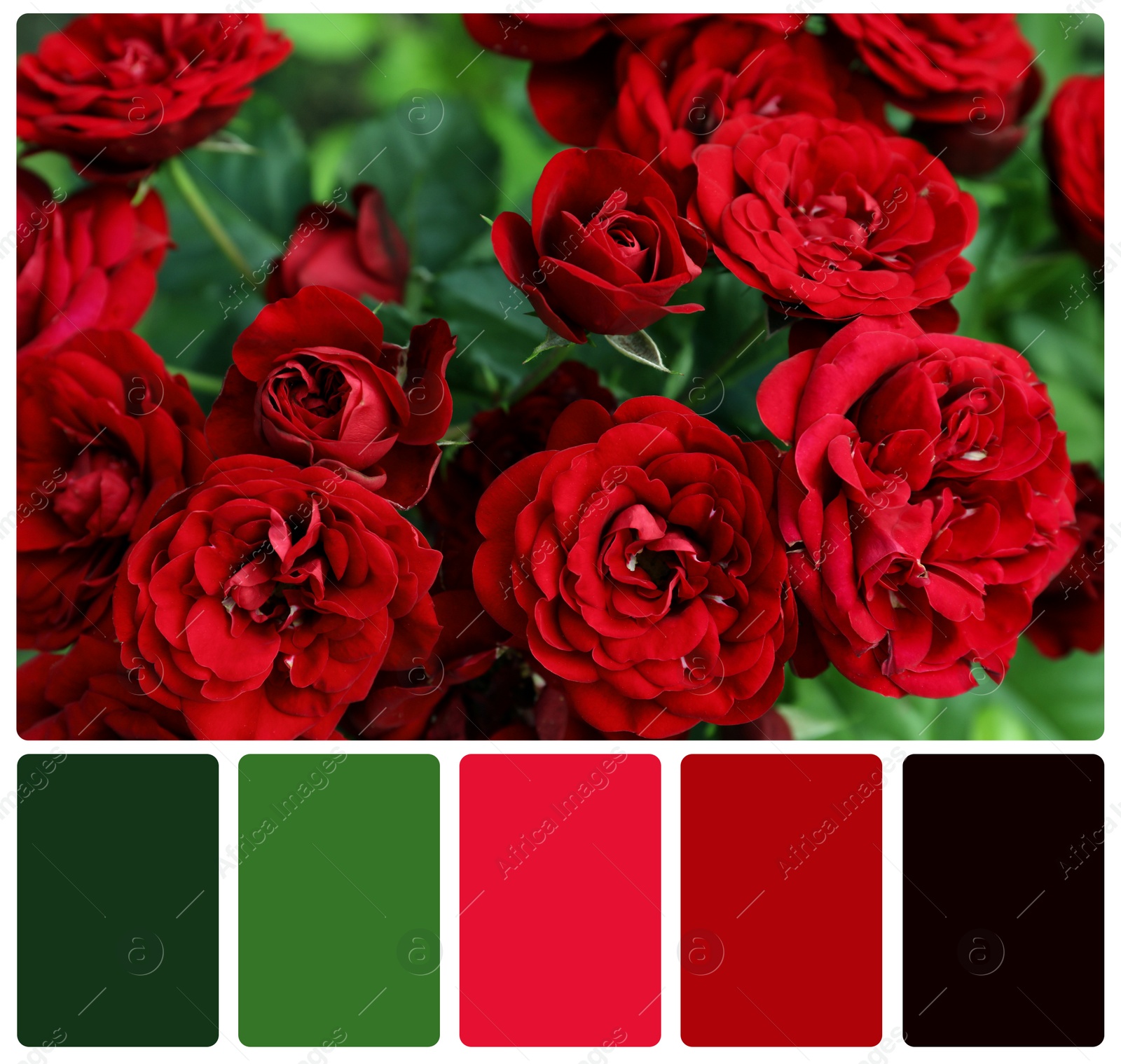 Image of Beautiful blooming red roses and color palette. Collage