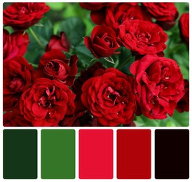 Beautiful blooming red roses and color palette. Collage