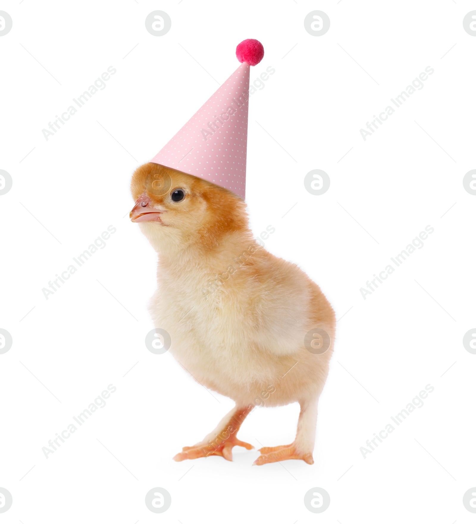Image of Cute chicken with party hat on white background