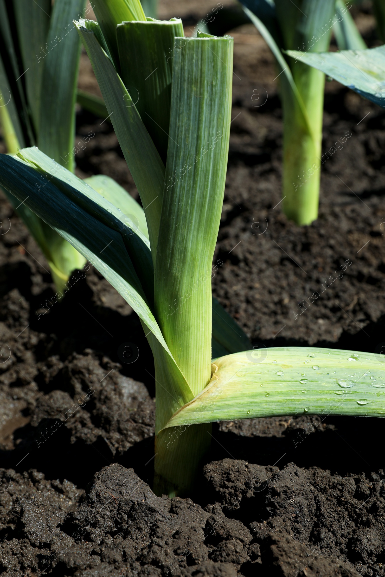 Photo of Fresh green leek growing in field on sunny day