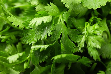 Fresh green coriander leaves as background, closeup