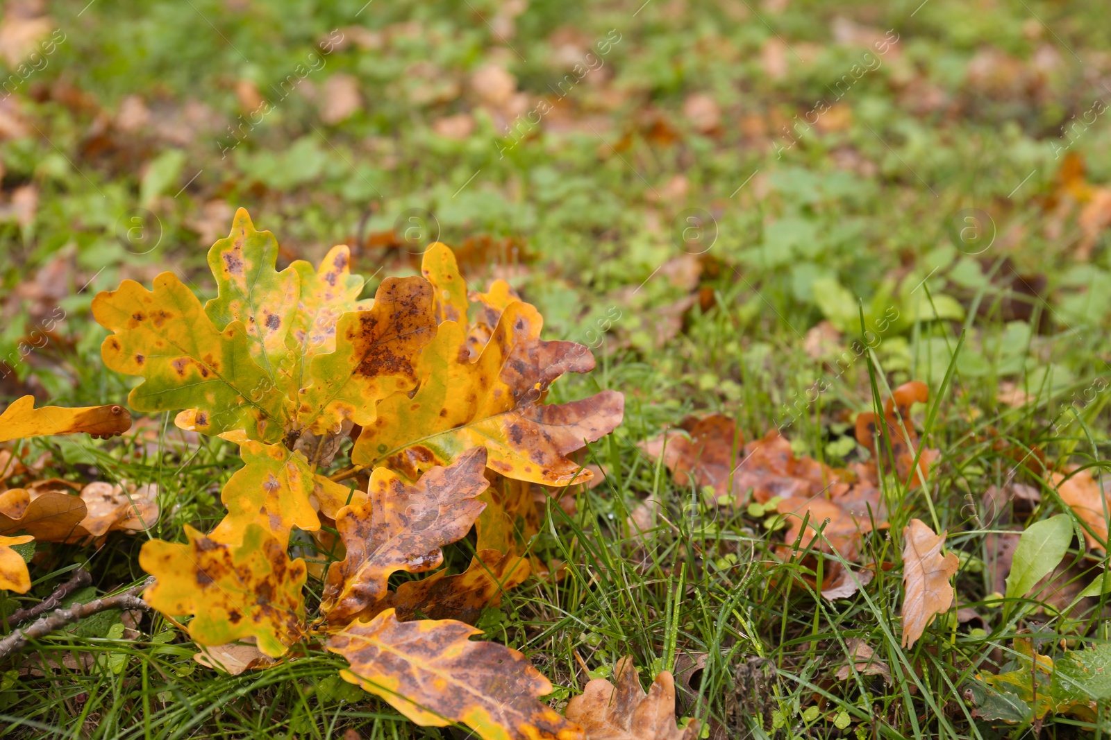 Photo of Fallen autumn leaves on grass, closeup view