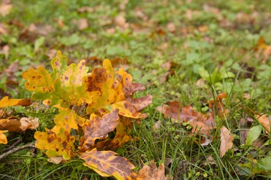 Fallen autumn leaves on grass, closeup view