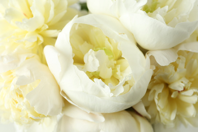 Photo of Closeup view of beautiful white peony flowers