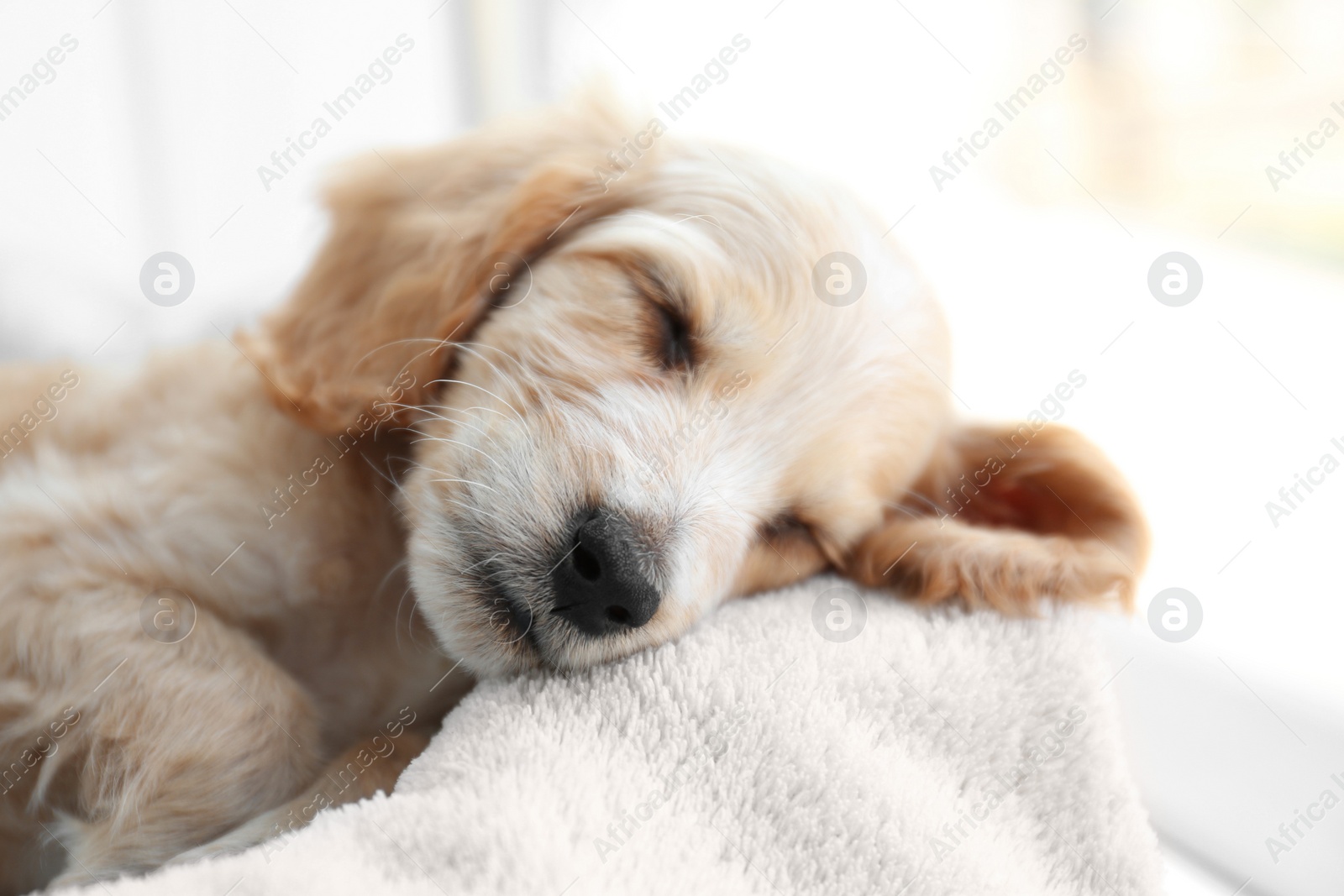 Photo of Cute English Cocker Spaniel puppy sleeping on soft plaid