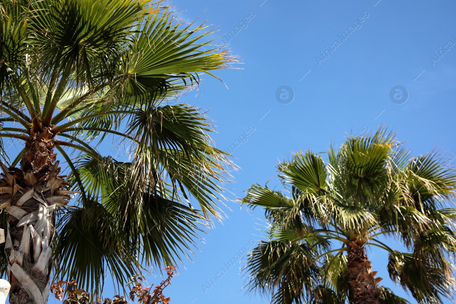 Photo of Beautiful view of palm trees outdoors on sunny summer day