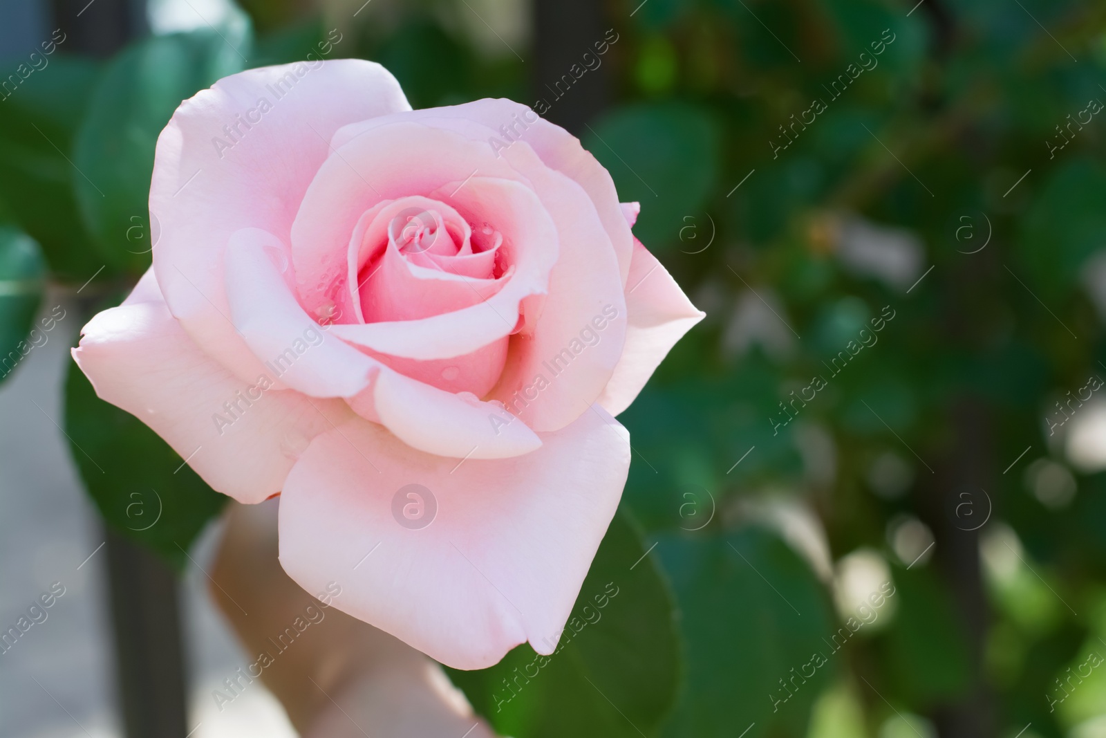 Photo of Bush with beautiful blooming rose in garden on sunny day, closeup. Space for text