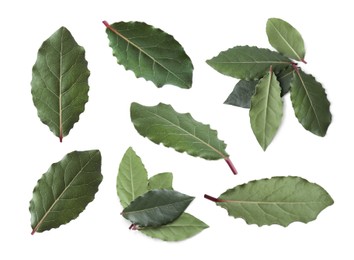 Image of Collage with fresh bay leaves on white background