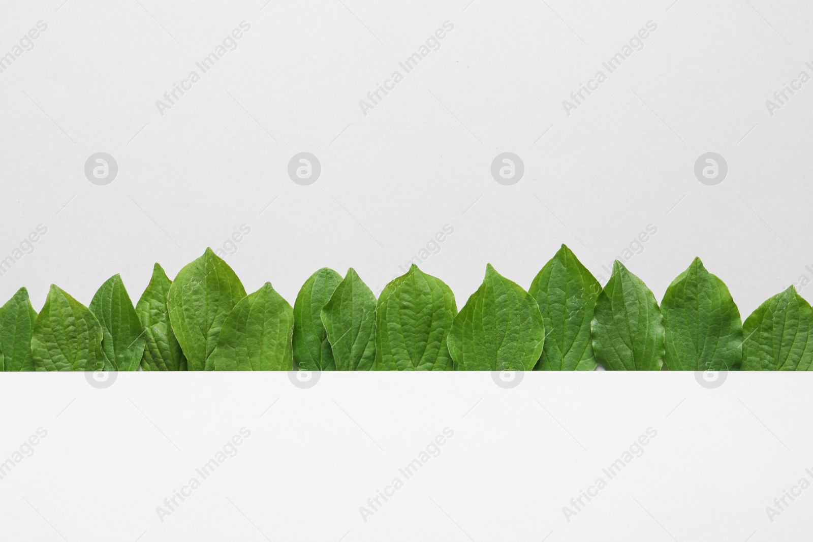 Photo of Blank card and spring green leaves on white background, top view. Space for text