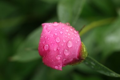 Photo of Beautiful pink peony bud with dew drops outdoors, closeup