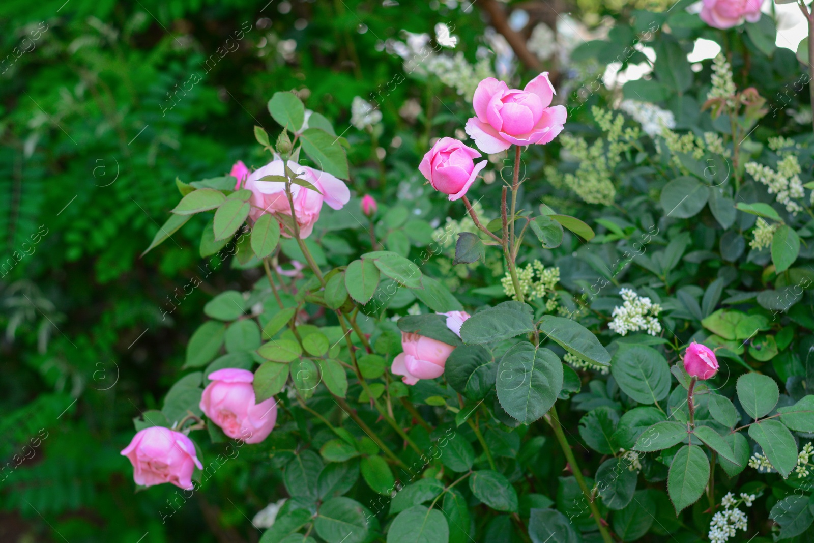 Photo of Beautiful blooming rose bush with pink flowers outdoors